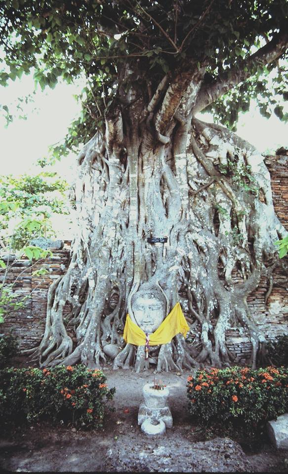 במקדשי איוטאיה 1985