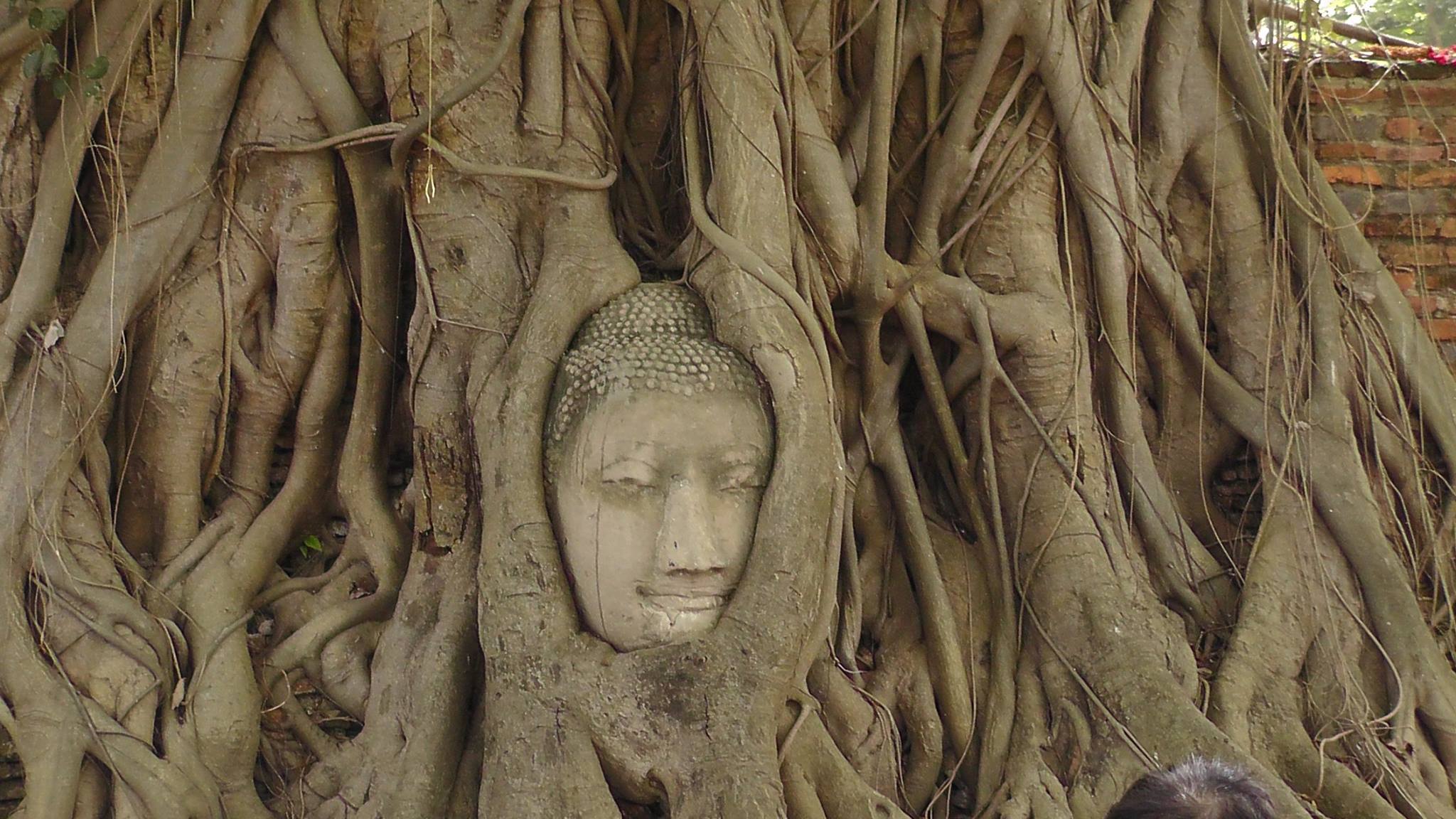הזמן עושה את שלו: הבודהה שבתוך העץ בואט מהטט איוטאיה
