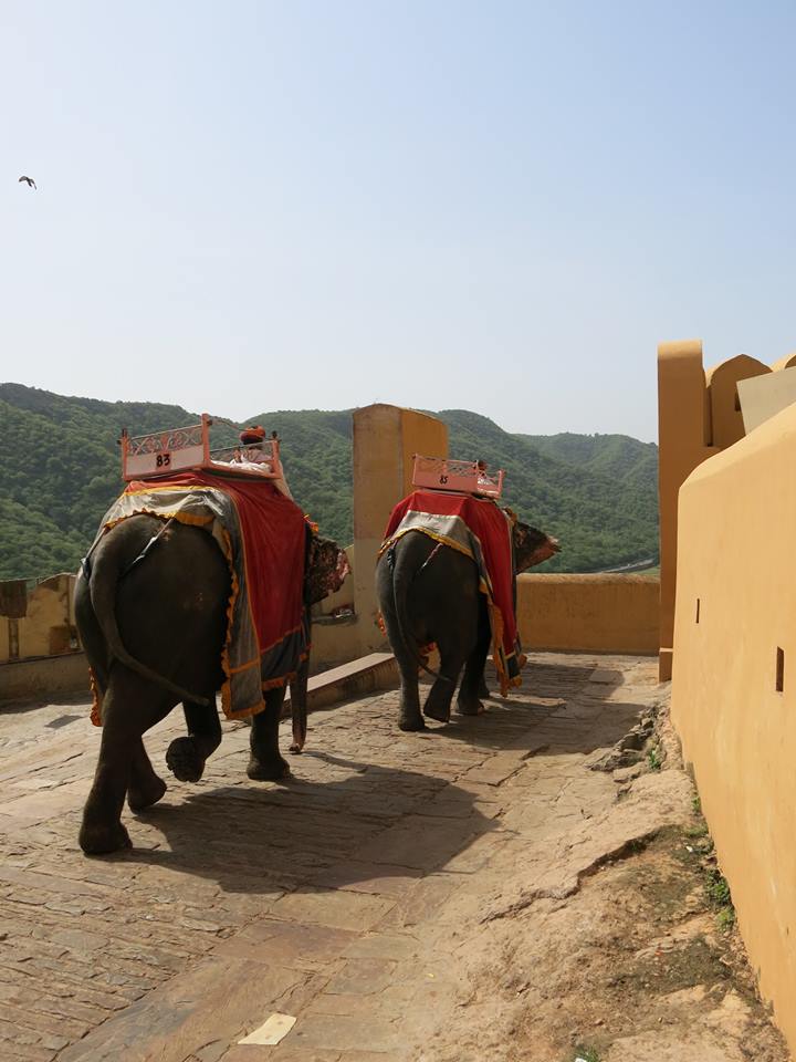 לרכוב על גבם של פילים מסכנים