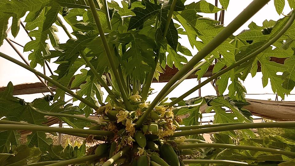 קפיצה קטנה למחוזות הטעם: סום טאם היישר מגן הירק שלי