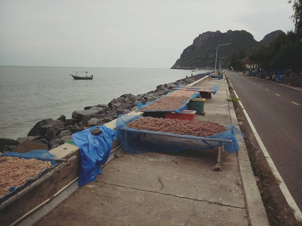 SALTED SHRIMPS DRYING IN THE SUN