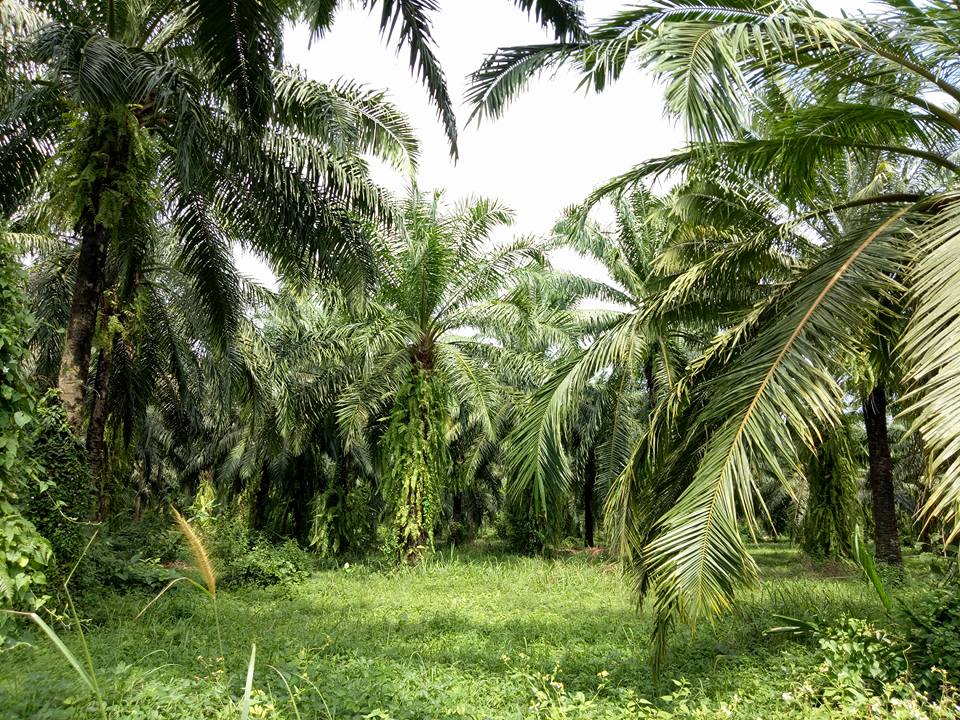 מטעי דקלים נהדרים