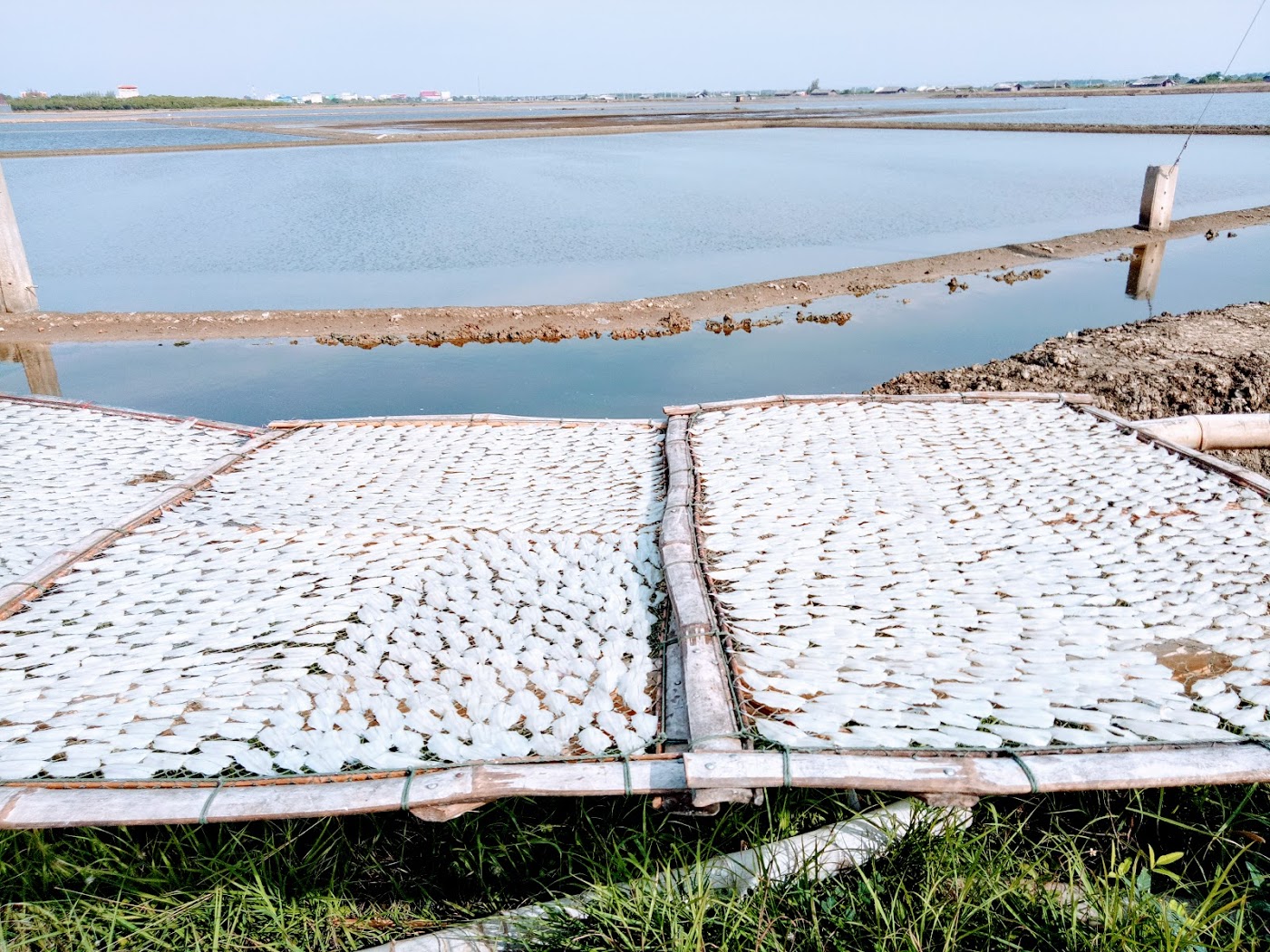 מלח, שמש ודגים מיובשים