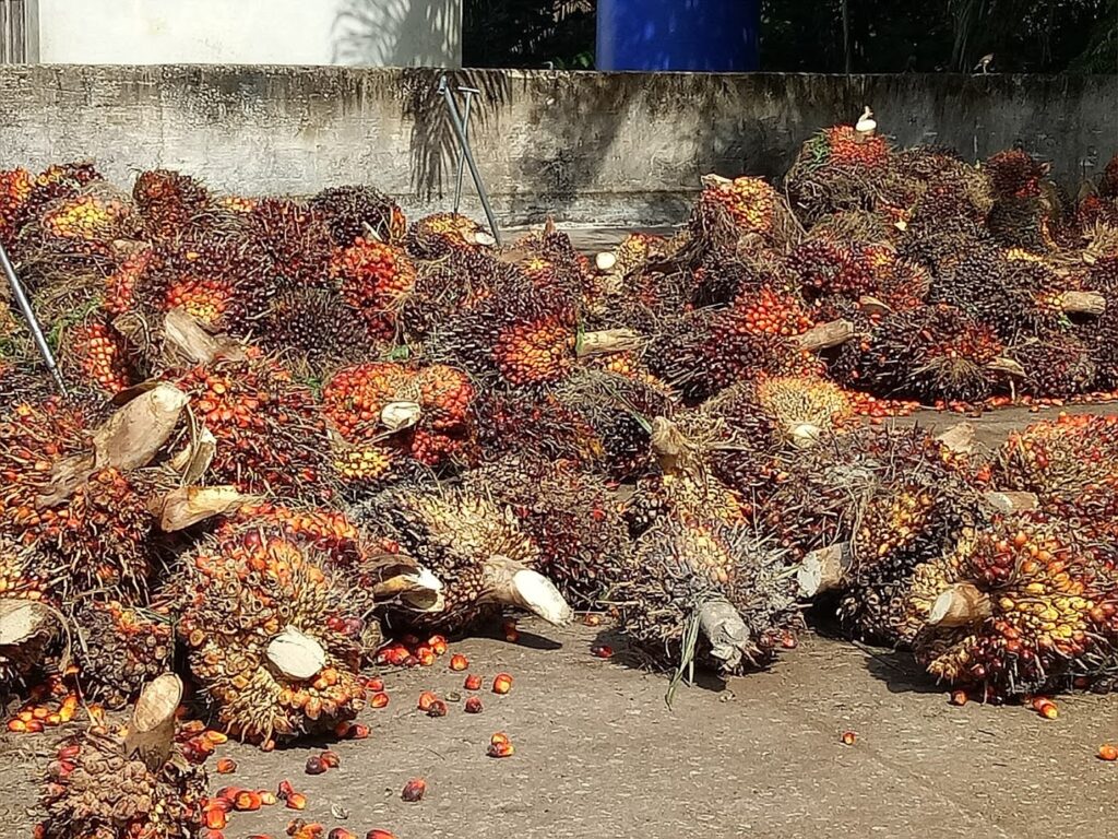 פירות דקל השמן