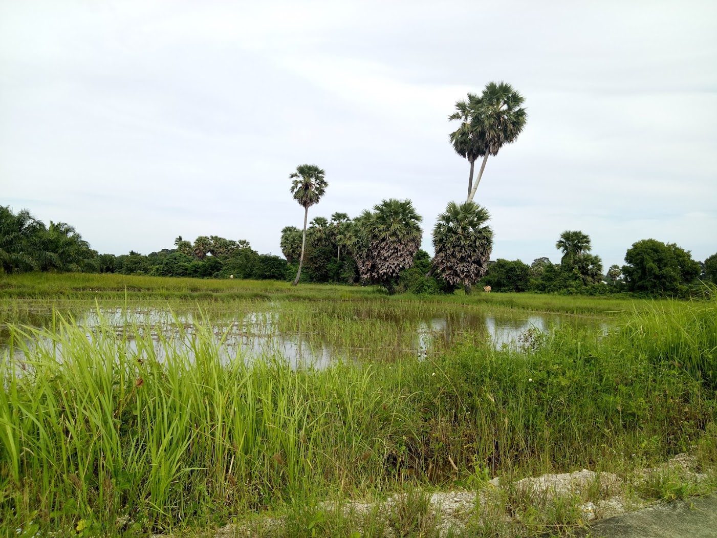 וזה מה שהוא אוהב: