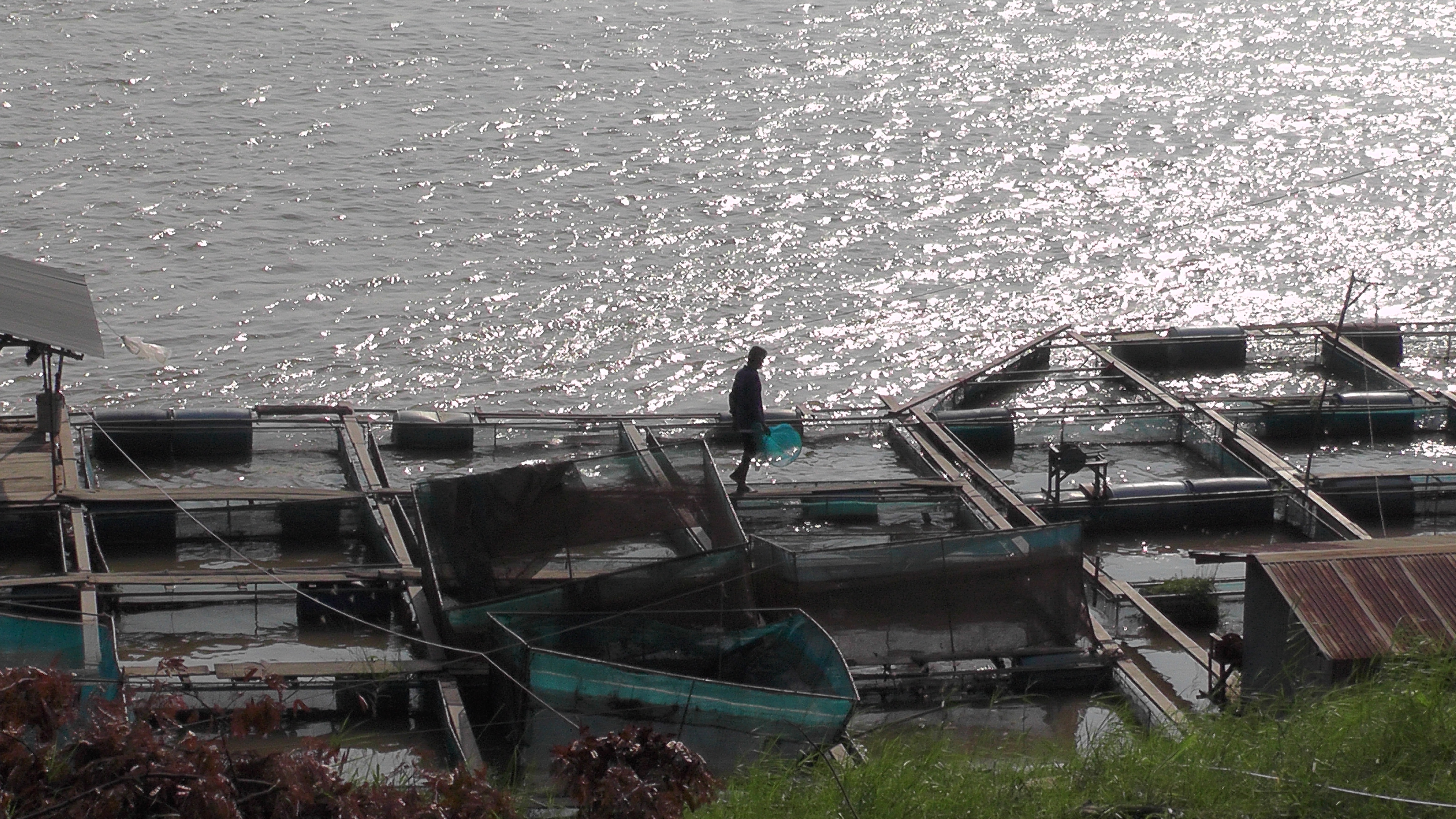 חוות דגים ליד מוקדהן