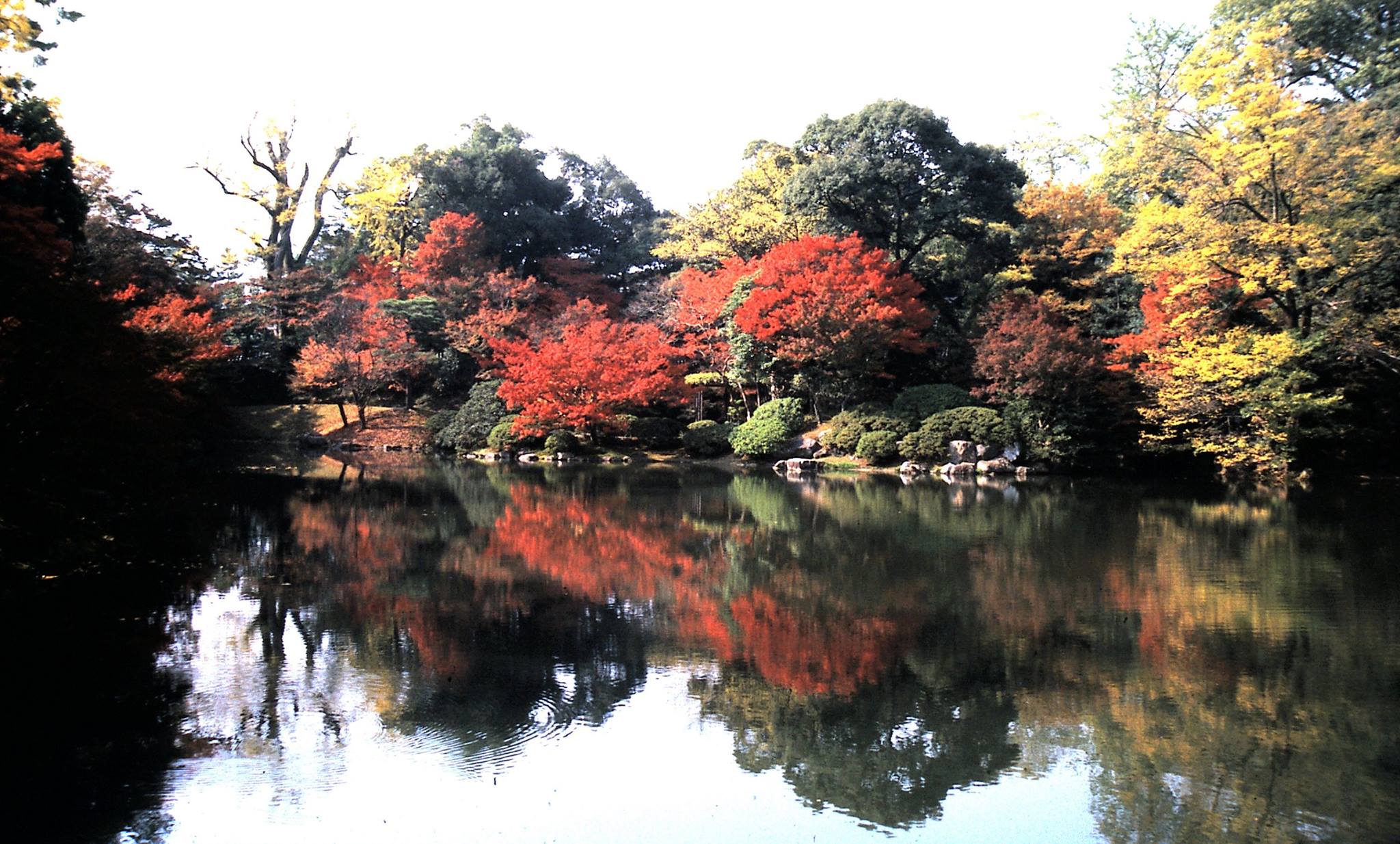 בחום הקייצי של סתו בערבה, קריר לחשוב על צבעי השלכת