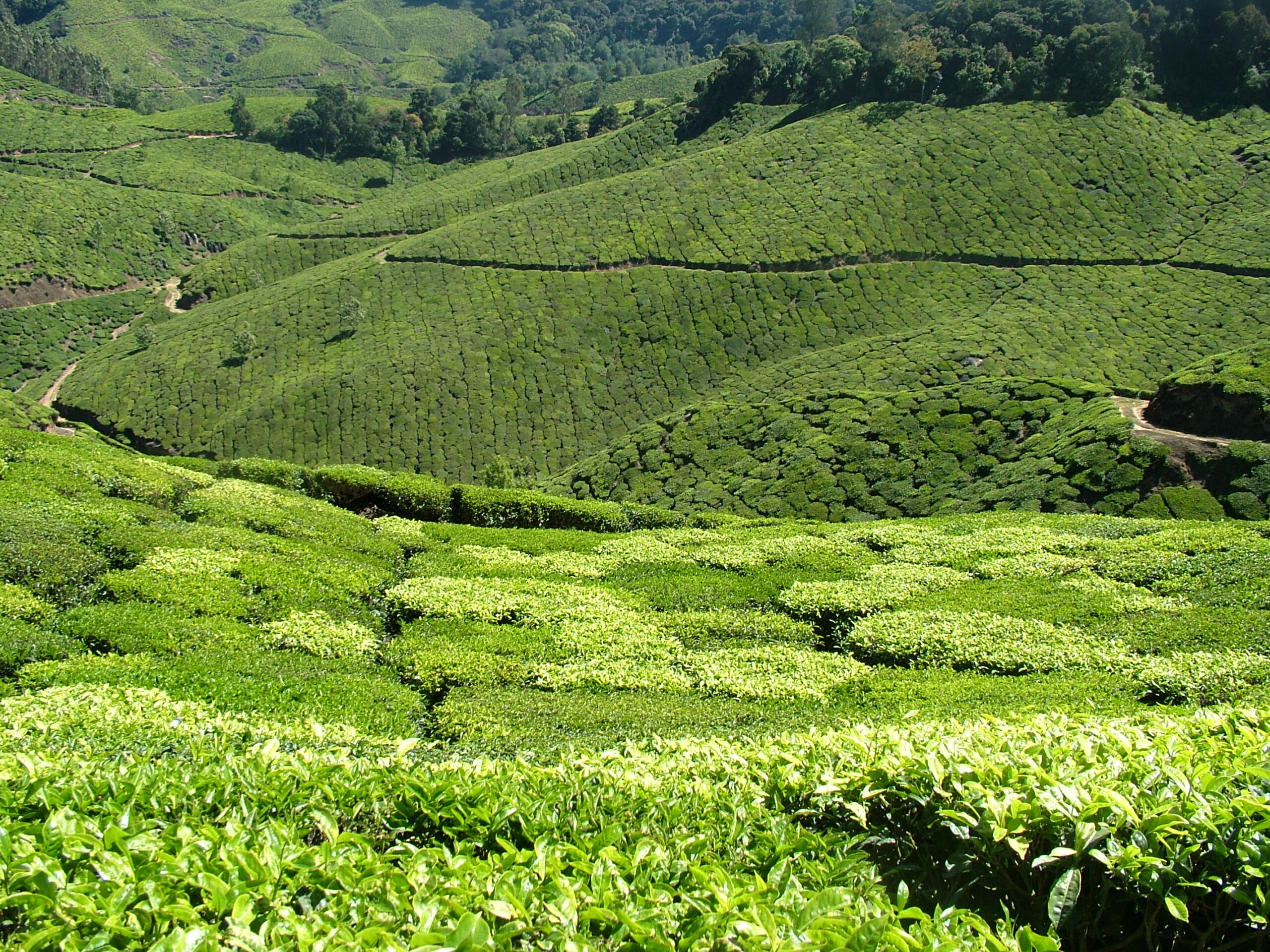 מונאר – נוף מצויר בתה.