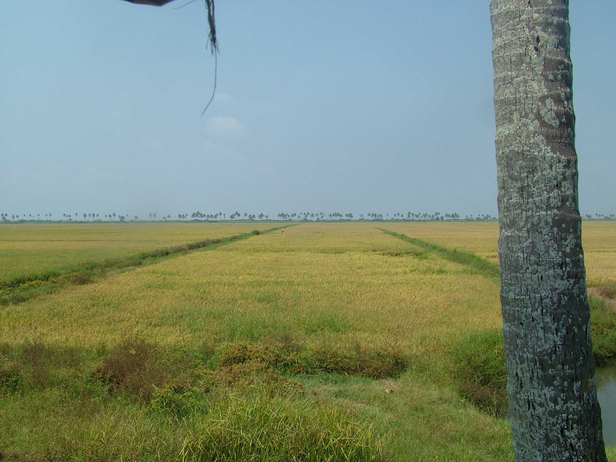 הזהב הצהוב של מדינת קרלה