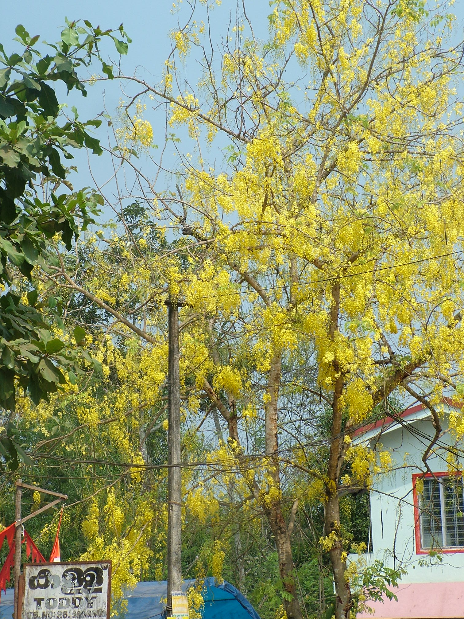 העץ הלאומי של מדינת קרלה