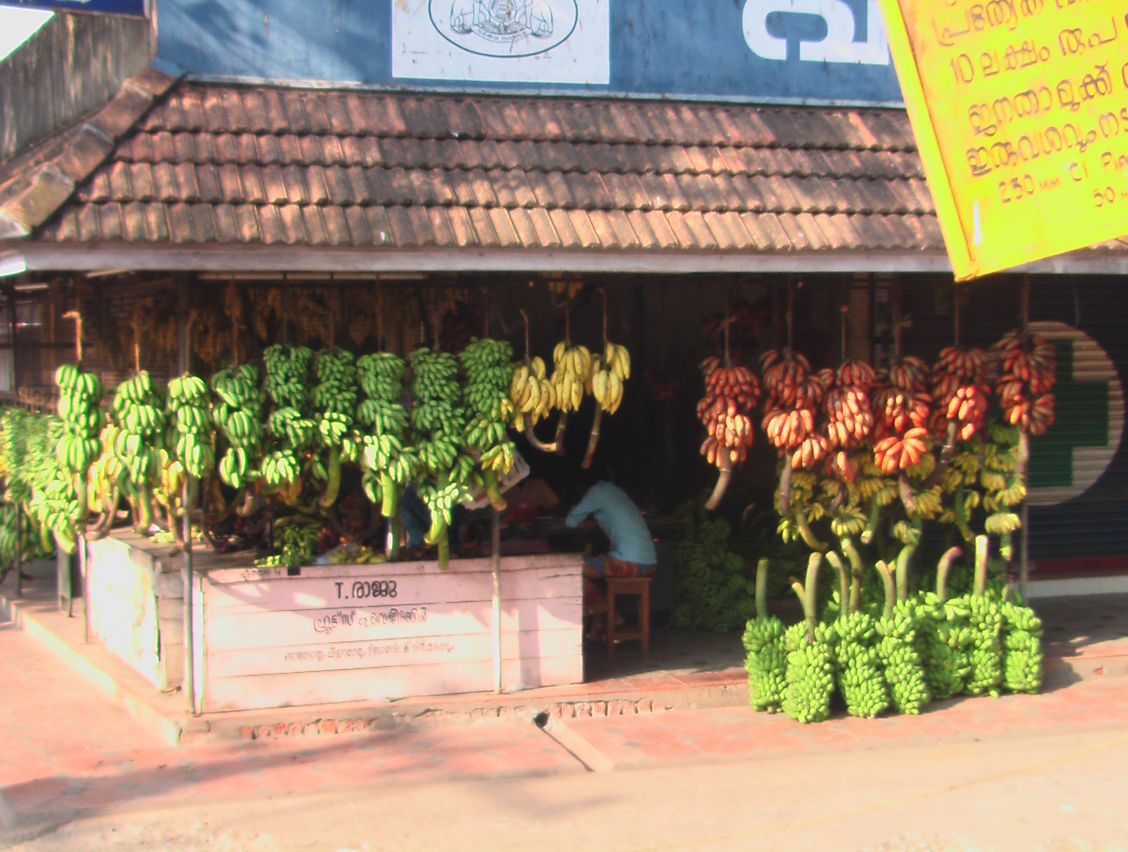 הבננות של מדינת קרלה