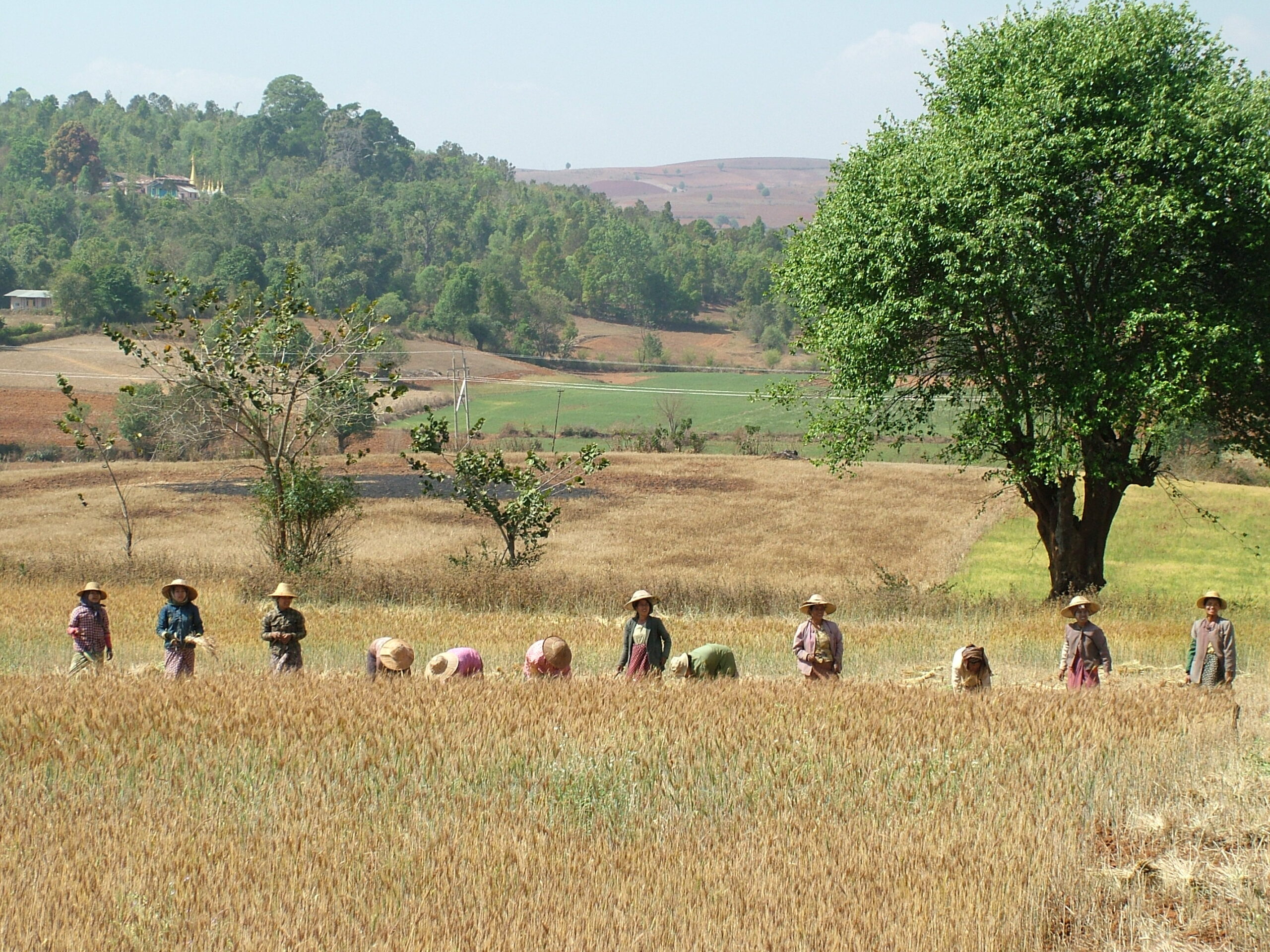 המלצה לקריאת הספר: "הדרך הארוכה אל החוכמה" – לפני נסיעה לבורמה