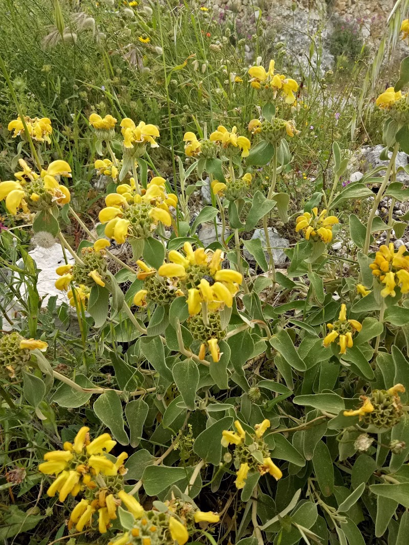 כשאביב במיטבו באי היפה לפקדה