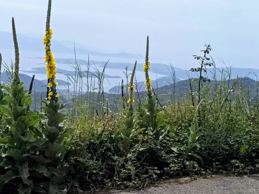 WILD FLOWERS LEFKADA