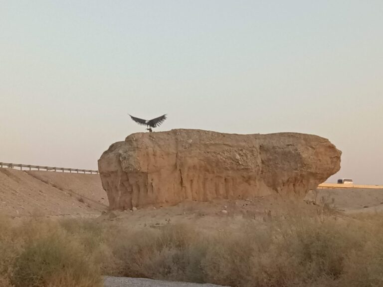פסל הנשר נחל צין ערבה