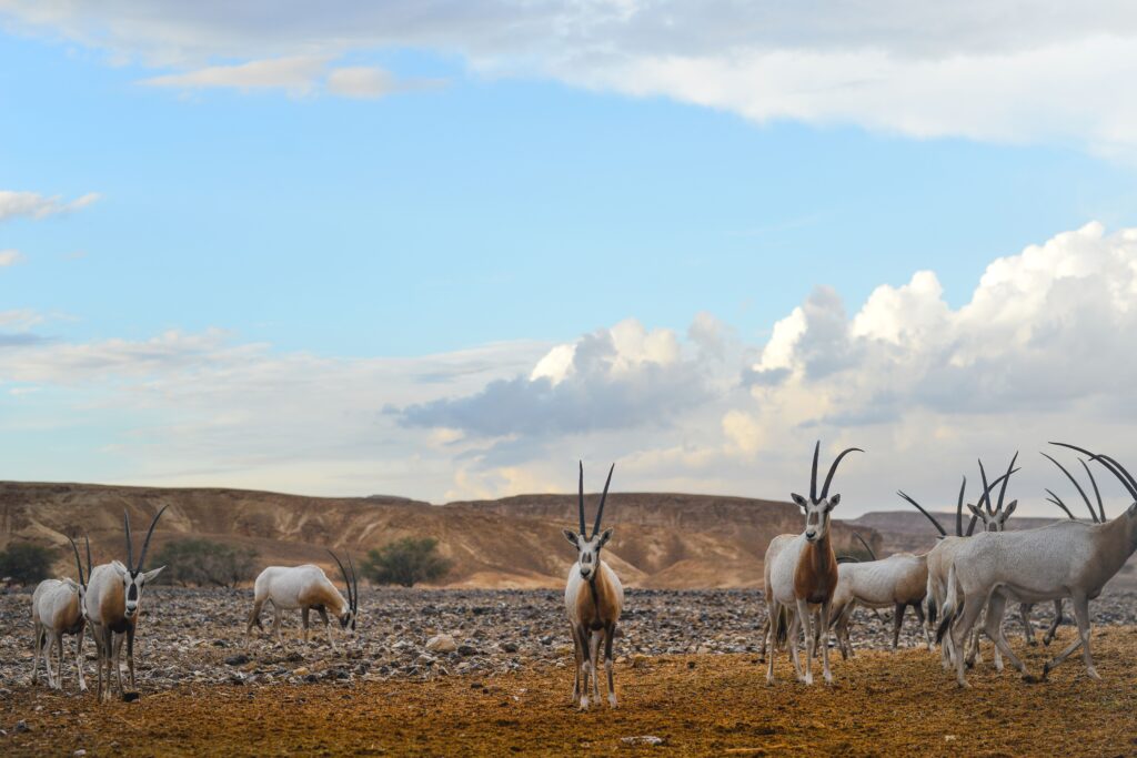 חוות האנטילופות בערבה