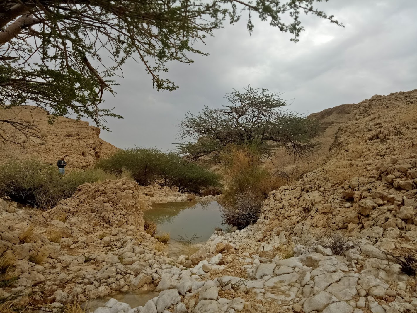 את הגבים יצאנו לחפש