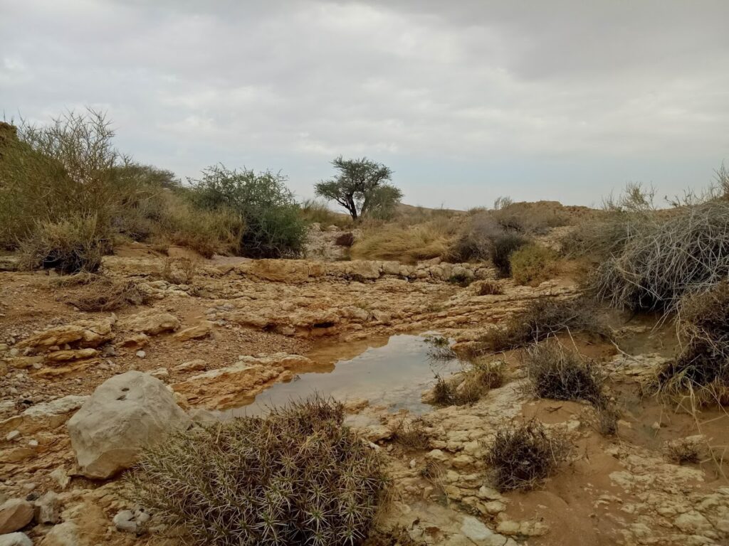 גב מים לאחר הגשמים בערבה