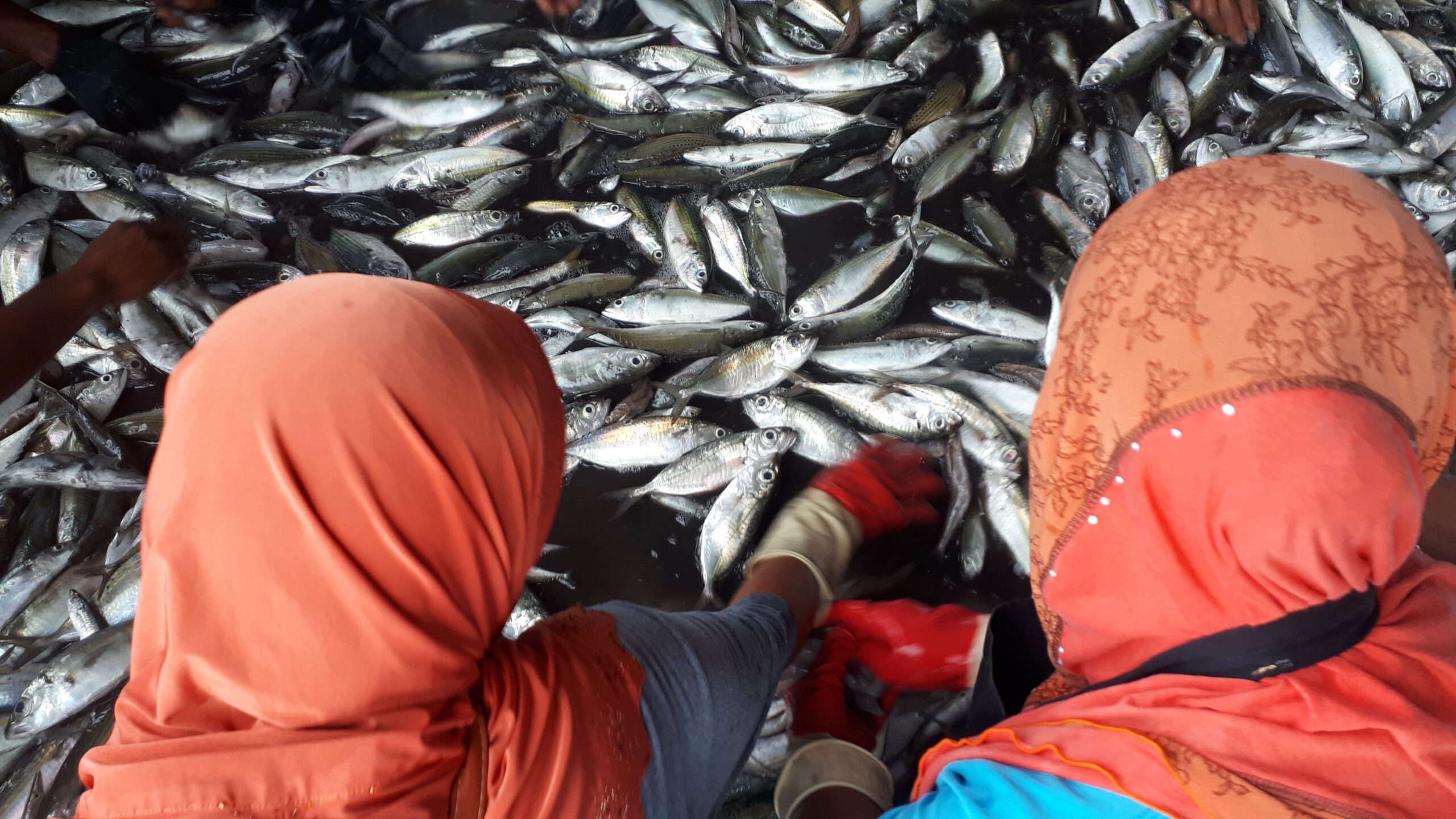 טיול מסעדות שרפרפים ומזחי דייגים – פרק שני: ים אנדמן