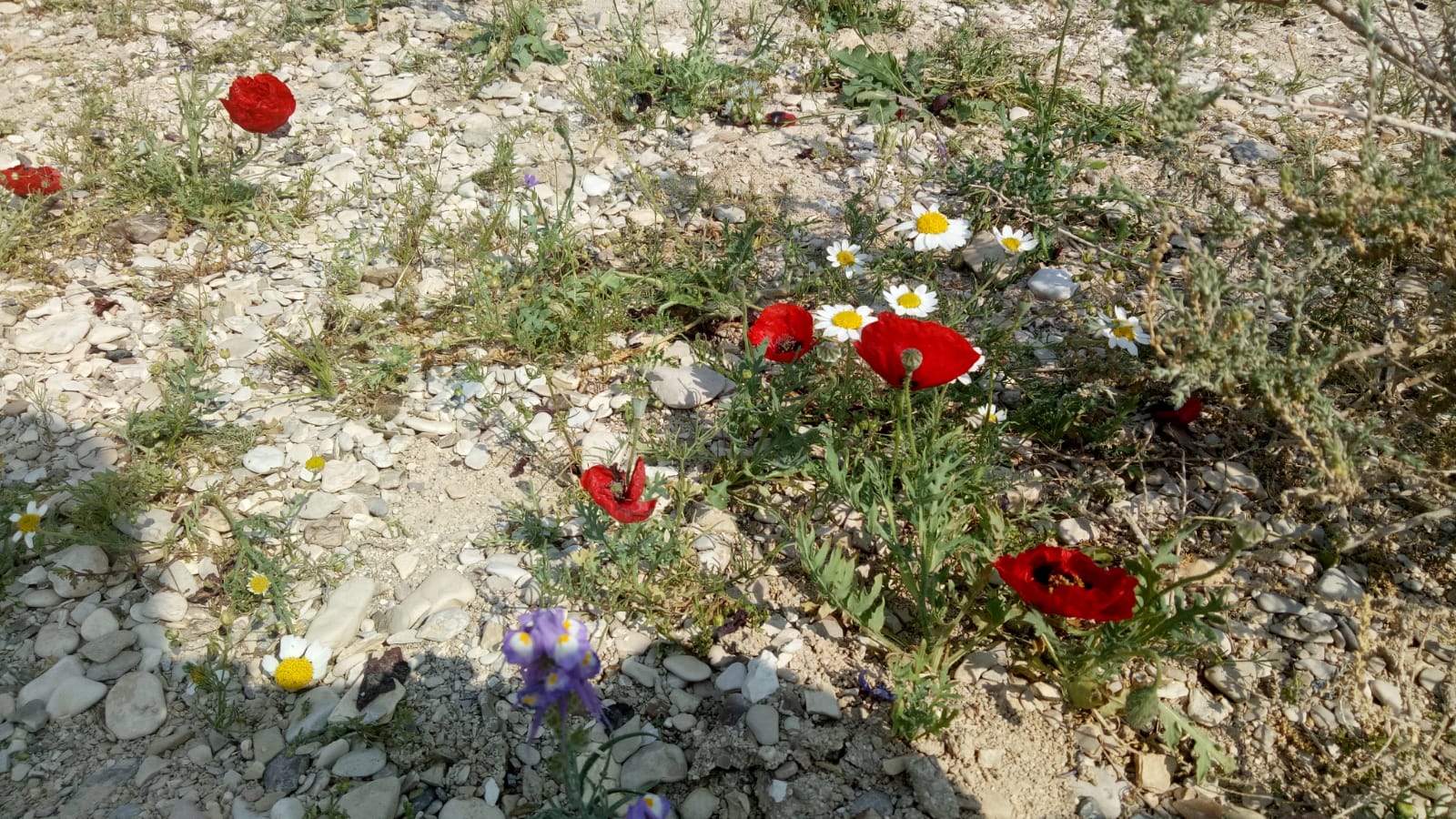 בקר שמח, נוף פורח, מדבר אורח