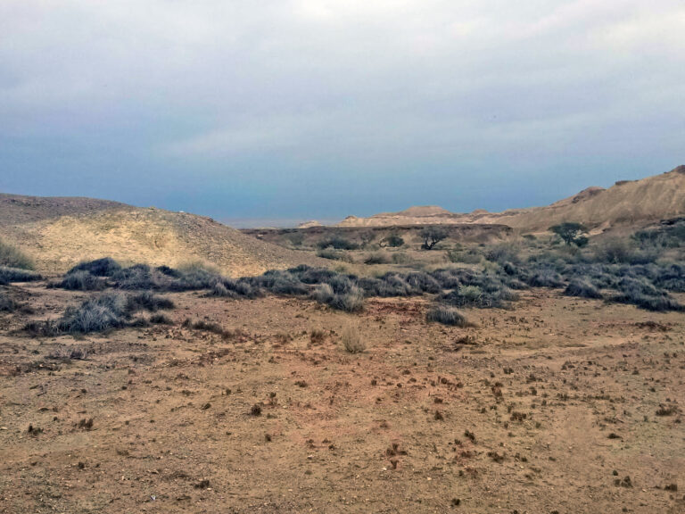 the arava desert after a rain