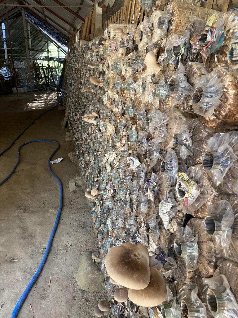 Hunam mushroom farm Nan