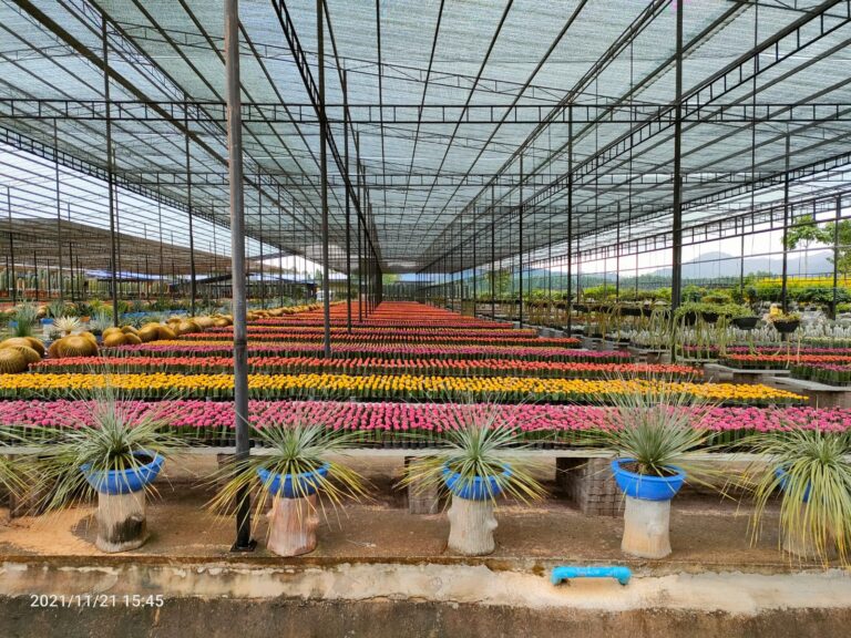 גנים בוטאניים בפאטייה תאילנד