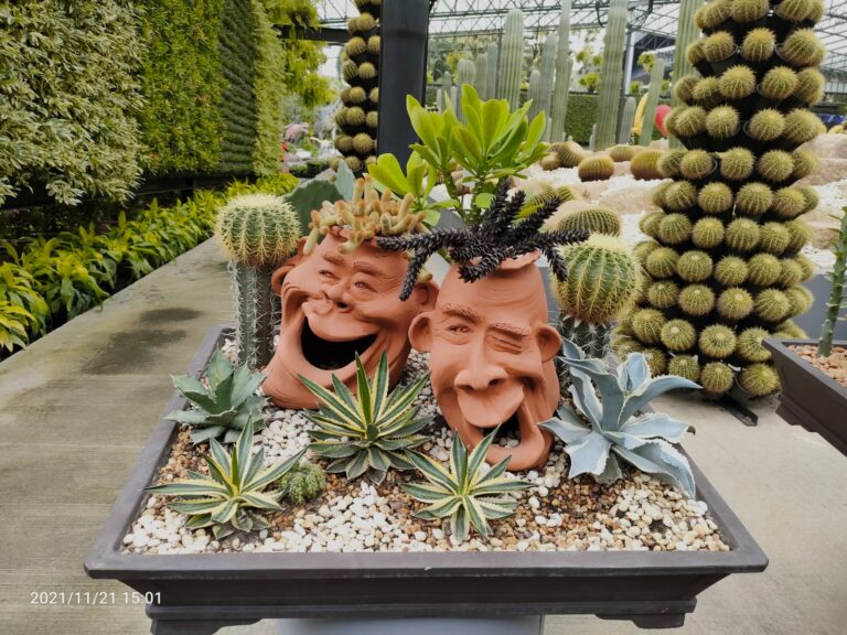 גן בוטאני בפאטייה תאילנד