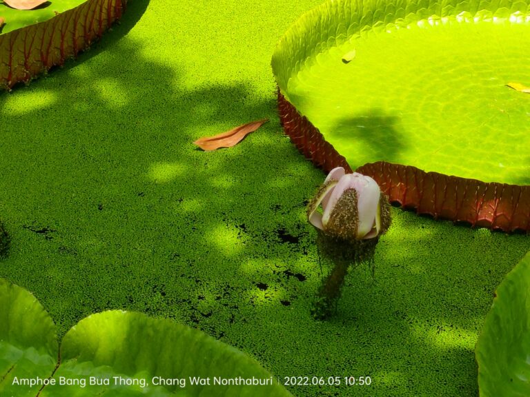 פרח נינפאת מים ענקית ויקטוריה