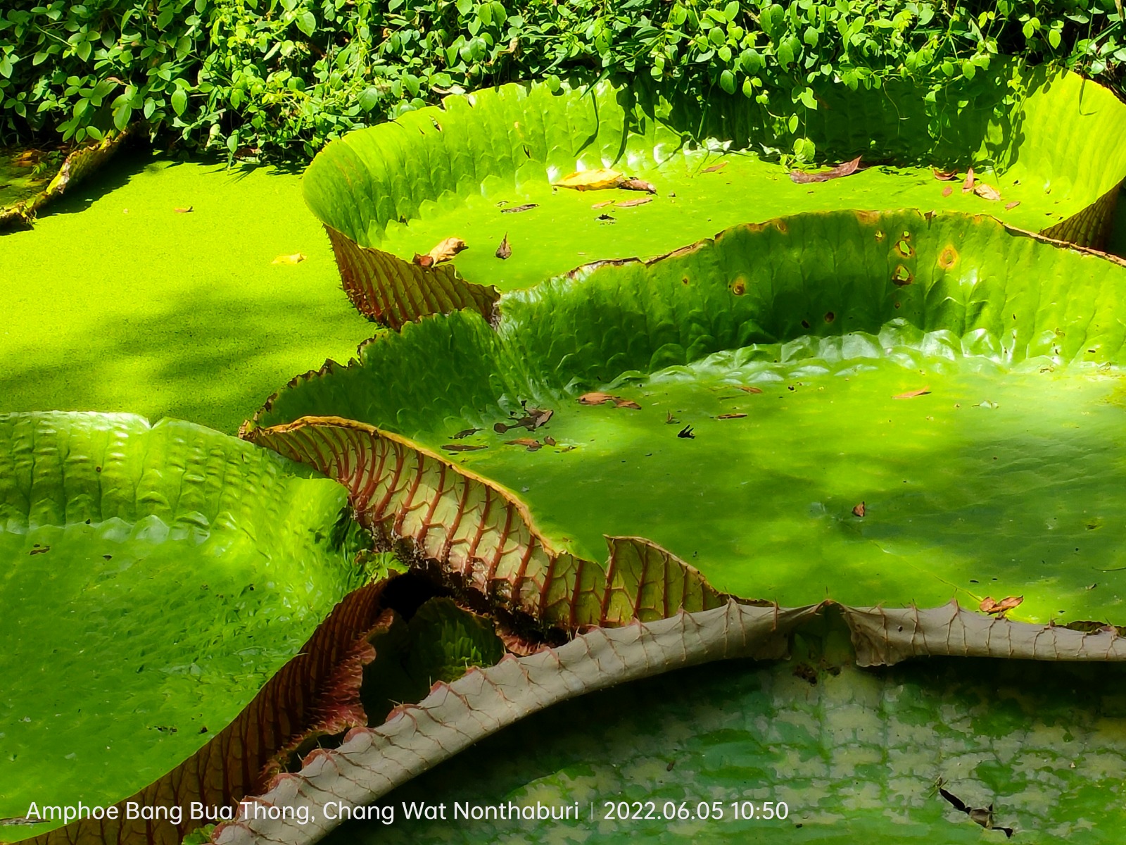 נינפאת מים עצומה בפרברי בנגקוק