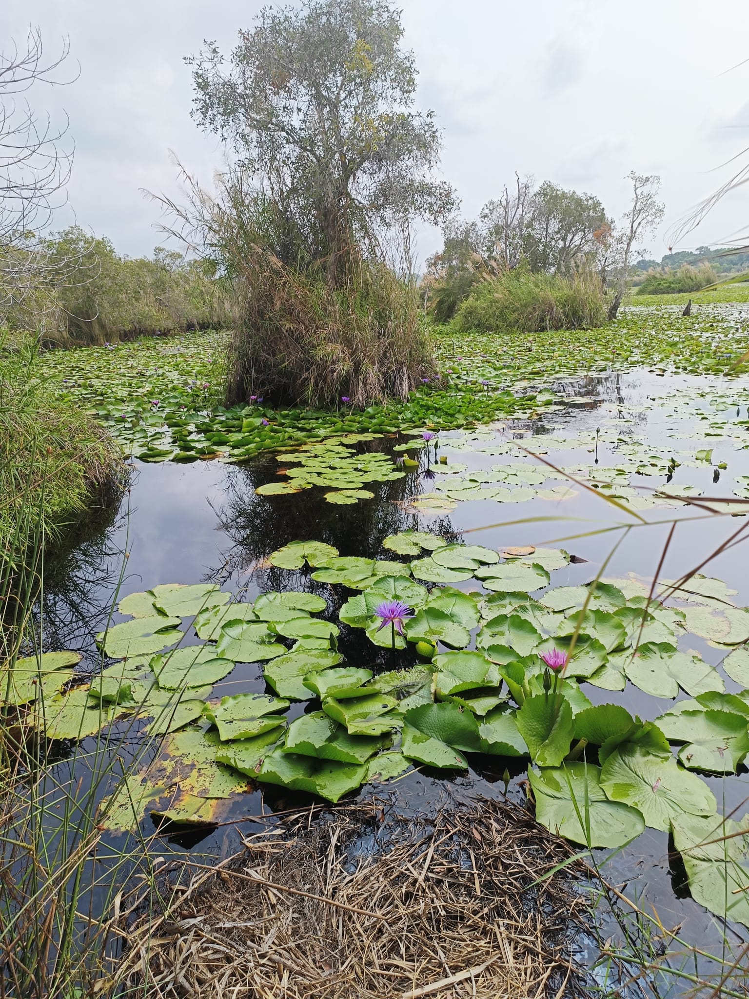 לטייל כמו המקומים בראיונג תאילנד