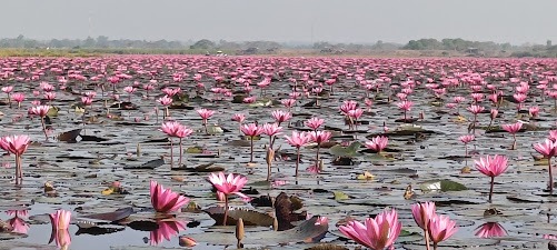 על לוטוסים ומקדשים באודון תאני