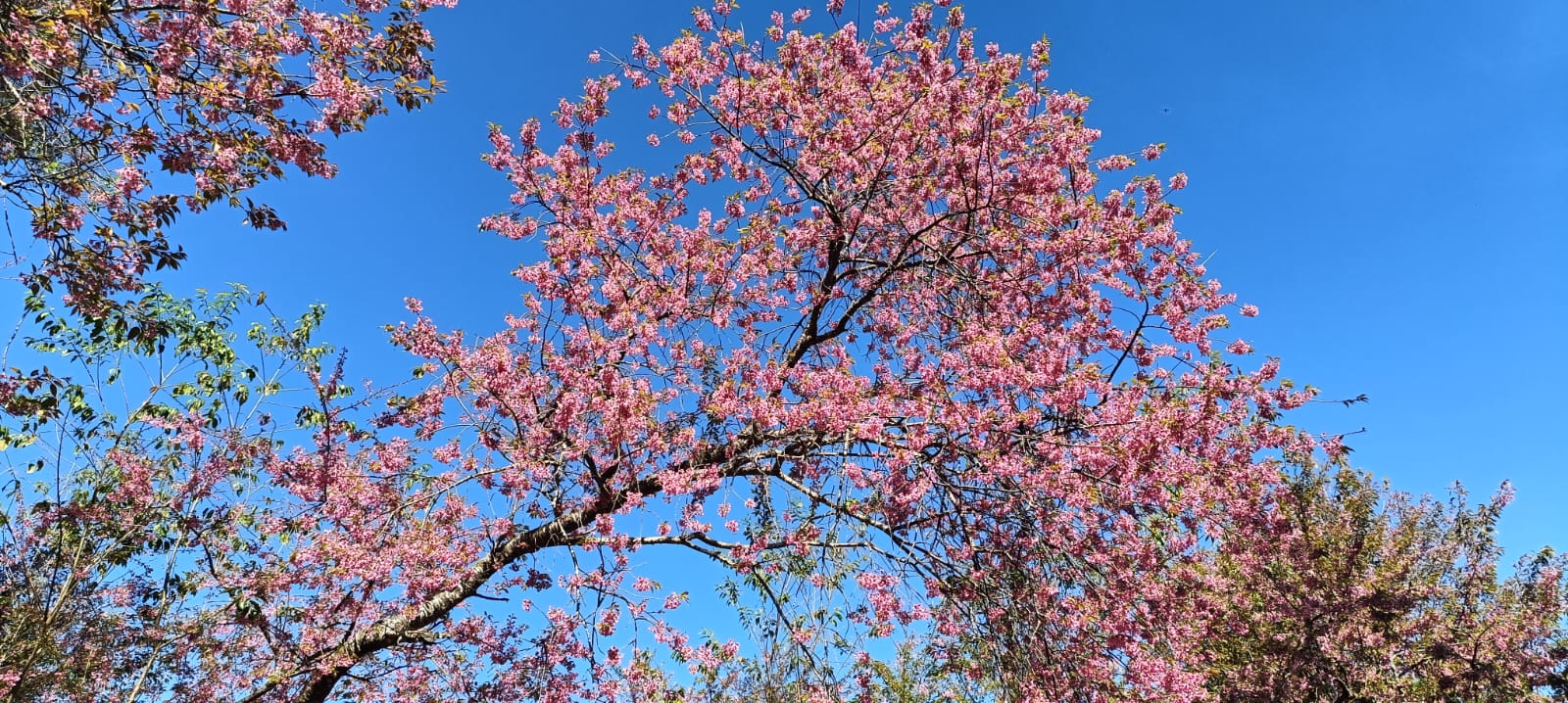 פריחת הדובדבן בצ'אנג מאי תאילנד