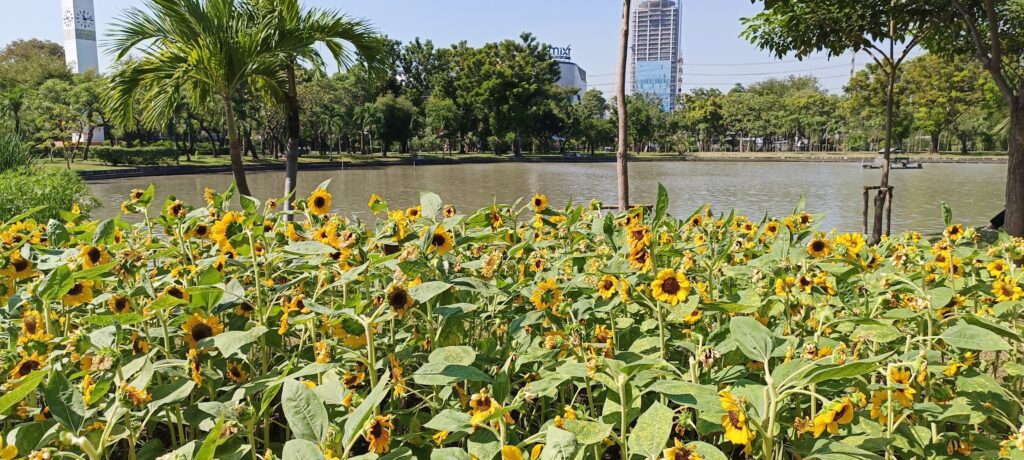 Chatuchak Park 