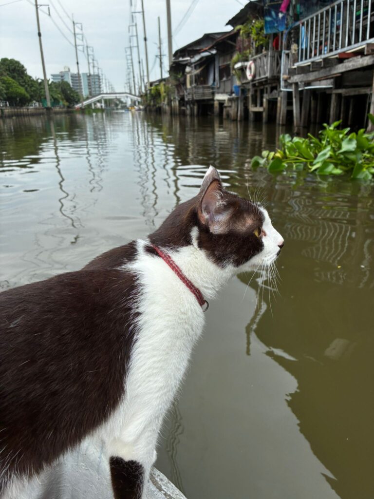 Si  Yaek Huatakhe Cafe & Guesthouse הפלגה עם חתולים