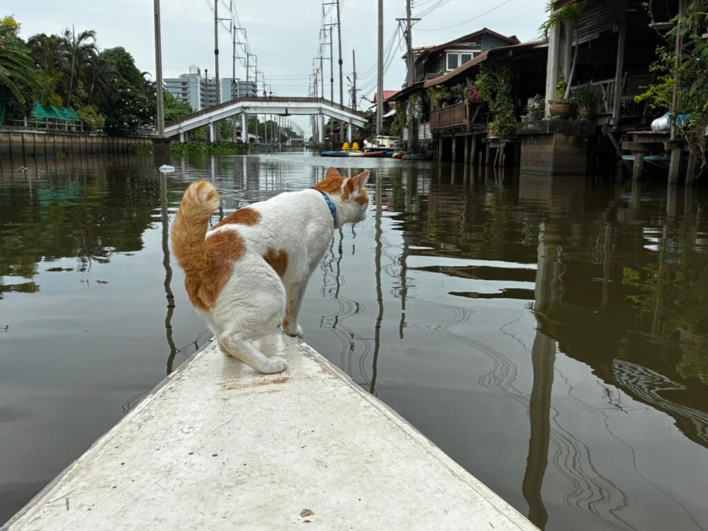 Si  Yaek Huatakhe Cafe & Guesthouse הפלגה עם חתולים