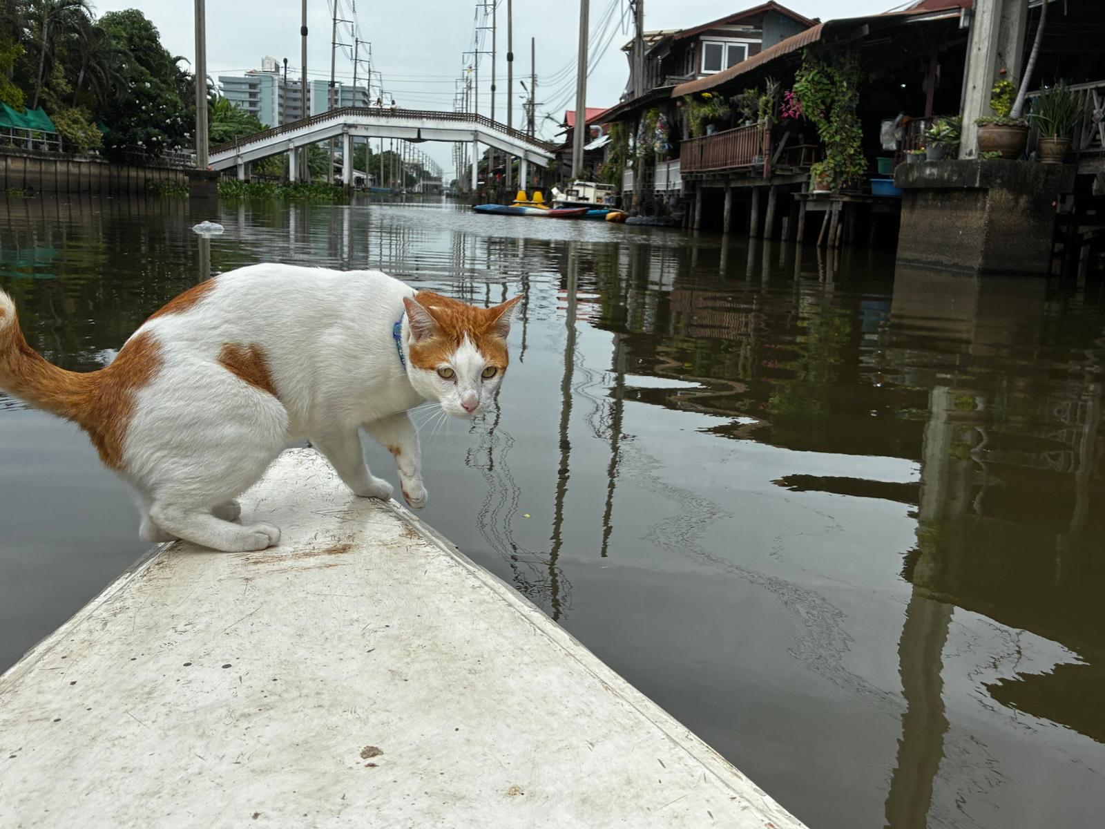 חתולים ומפליגים