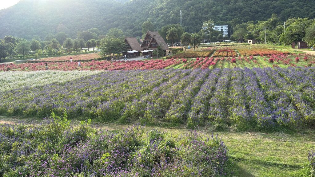 : Hokkaido Flower Park Khaoyai