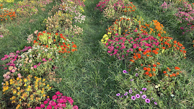 : Hokkaido Flower Park Khaoyai