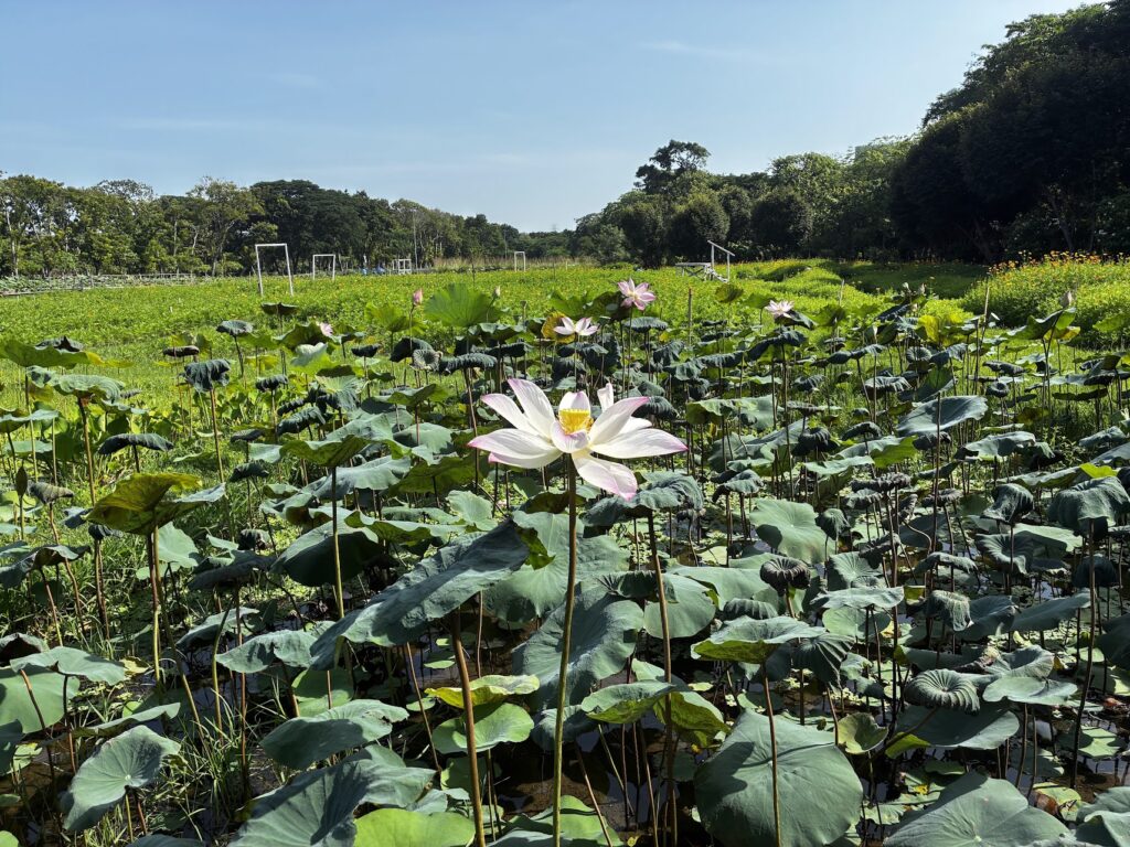 queen Sirikit park bangkok