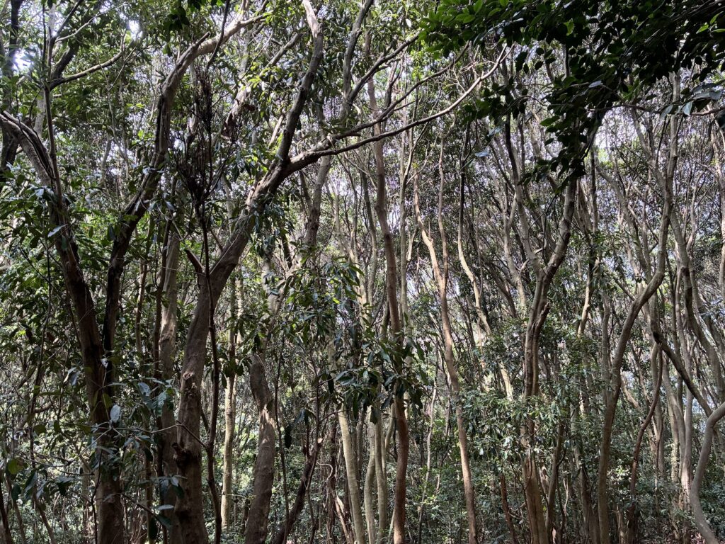 Skeluccha Viewing Deck