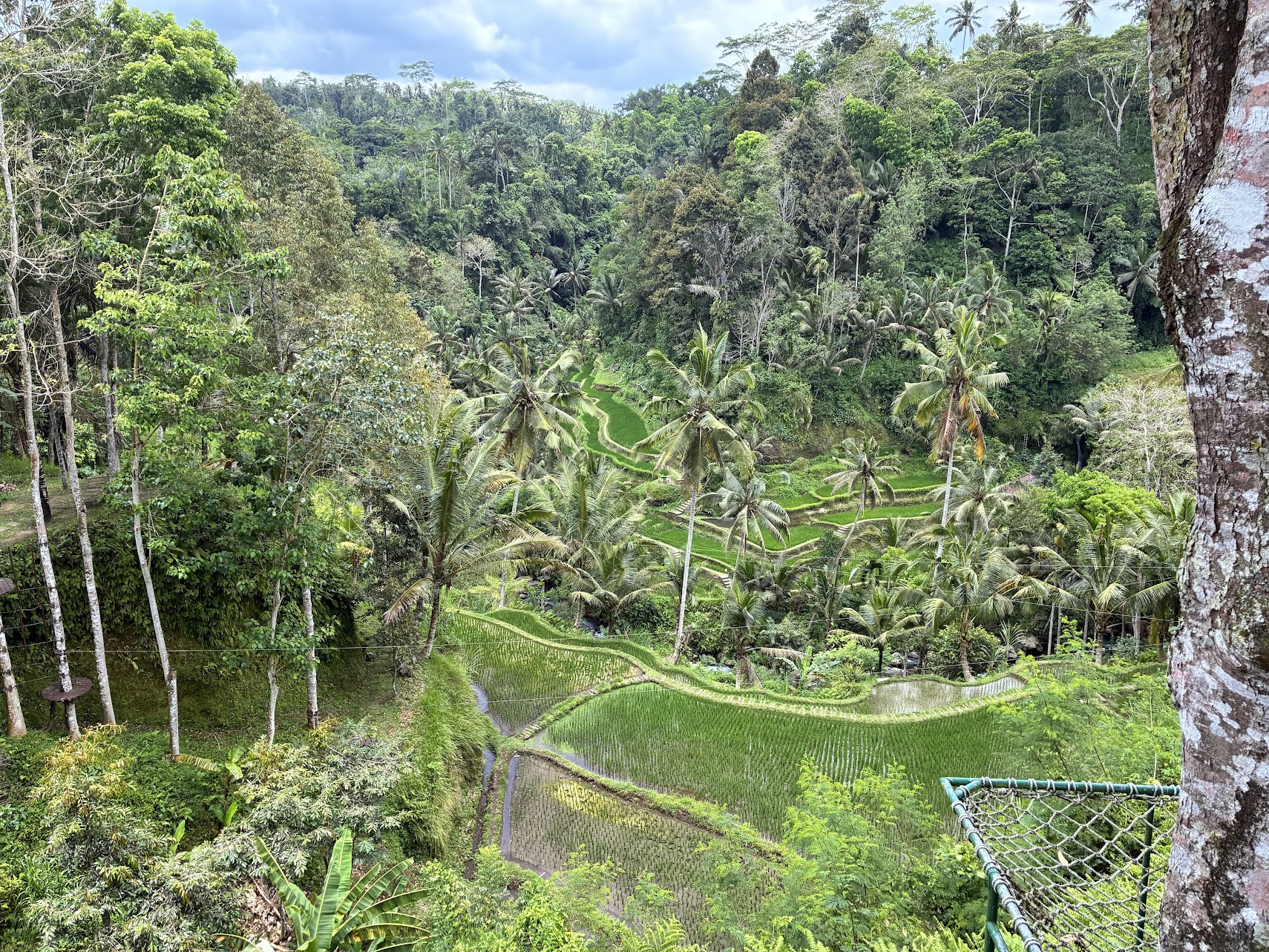 סוף סוף באלי