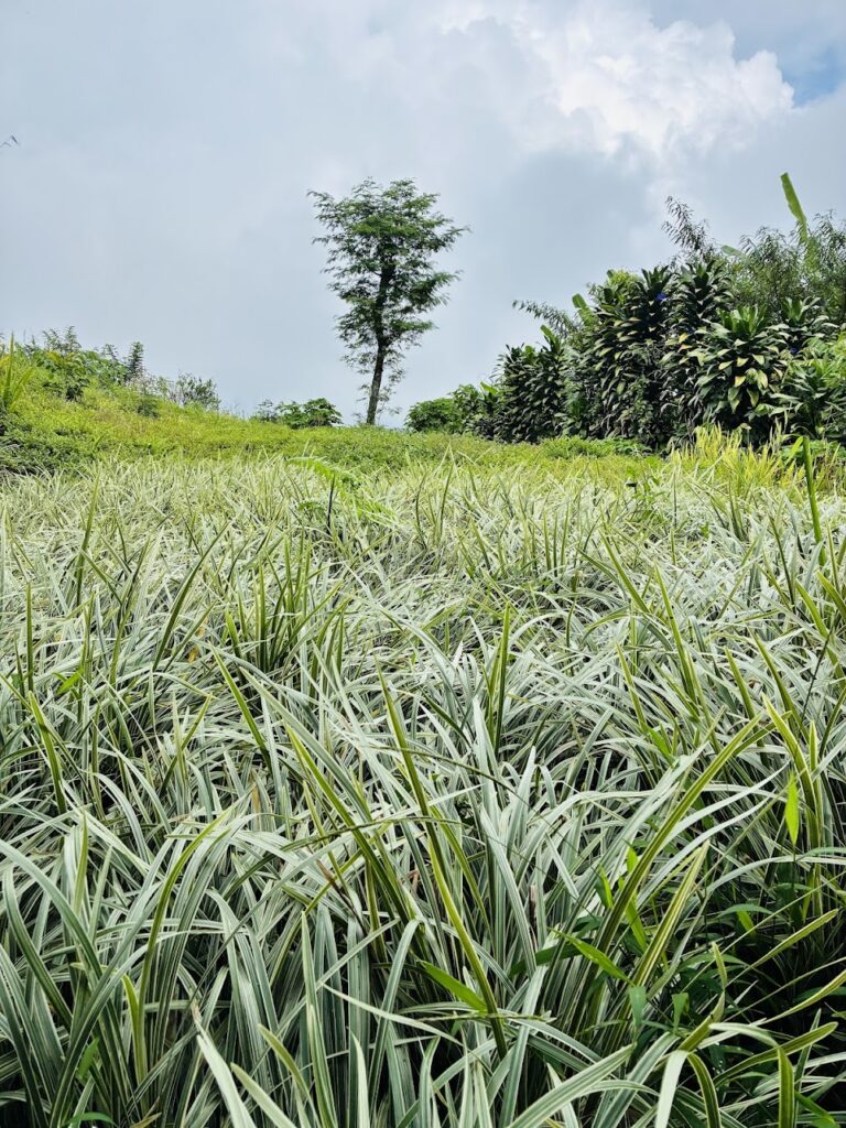 Munduk Moding Plantation Nature Resort