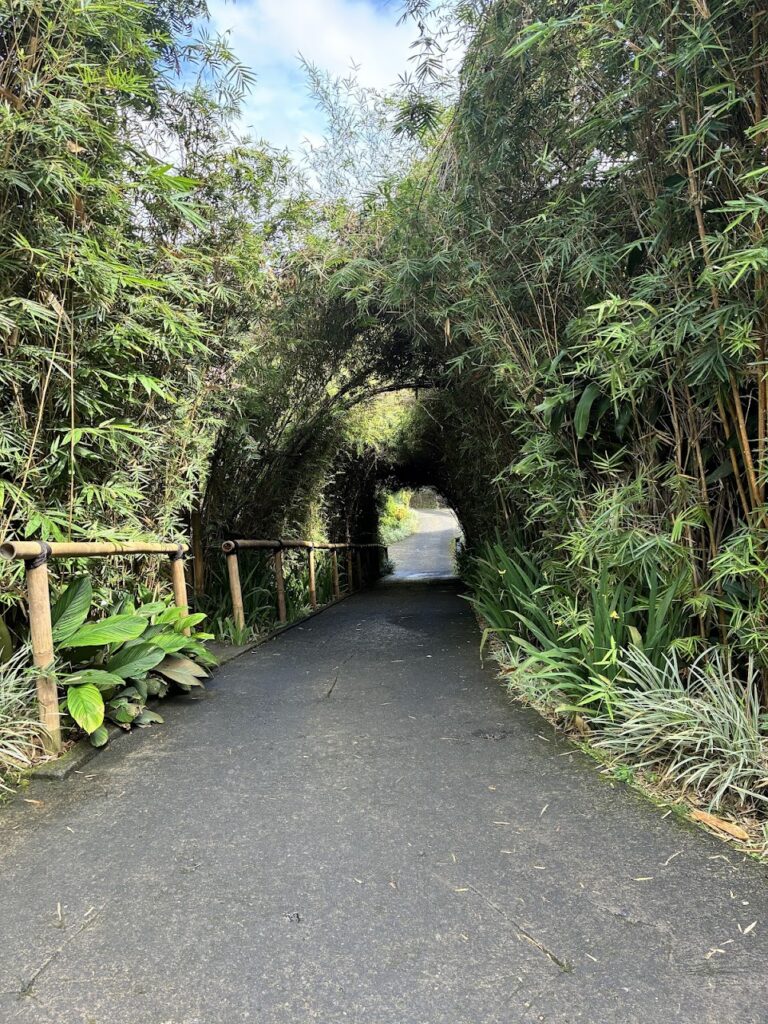 Munduk Moding Plantation Nature Resort