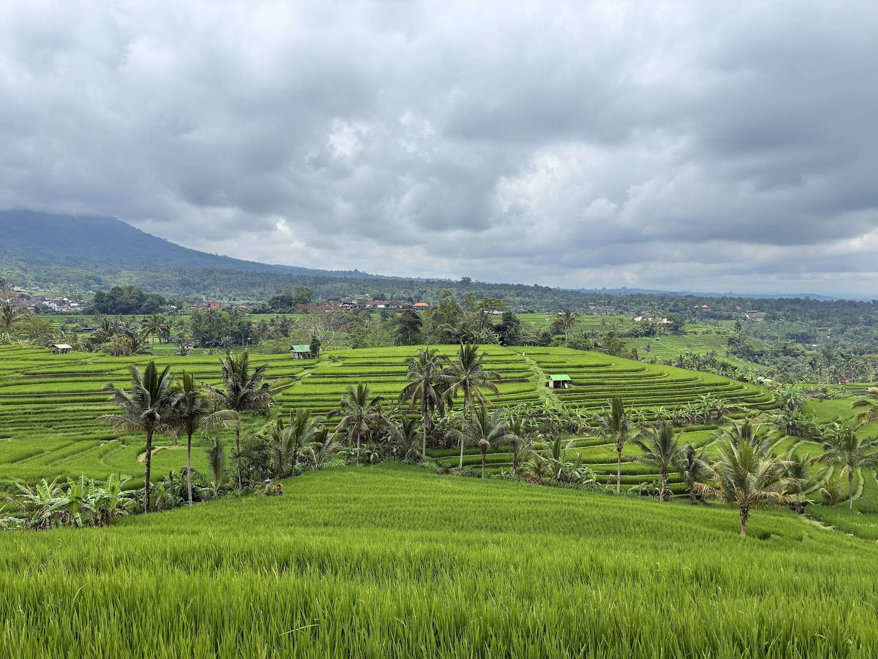 סוף סוף באלי: חלק 2 – הירוק שלא נגמר!