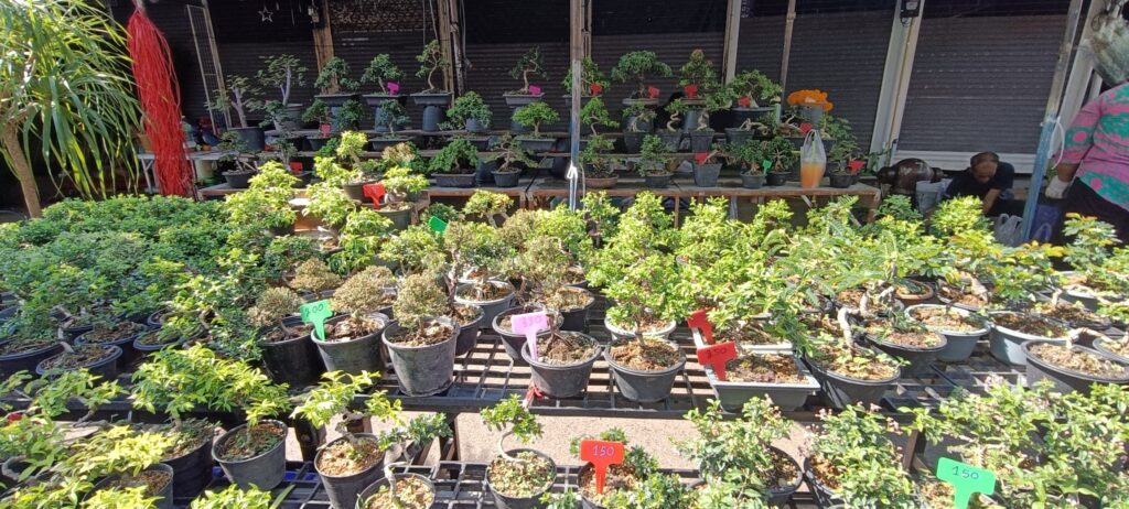 שוק הצמחים בשוק צ'אטוצ'אק באמצע השבוע