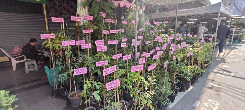 שוק הצמחים בשוק צ'אטוצ'אק באמצע השבוע