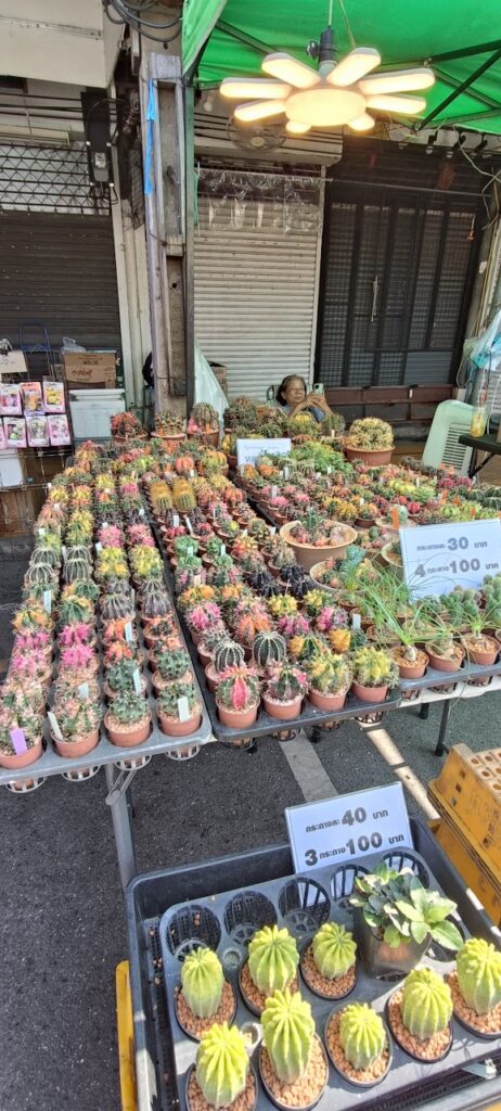 שוק הצמחים בשוק צ'אטוצ'אק באמצע השבוע