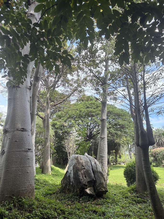 Woodland Muangmai