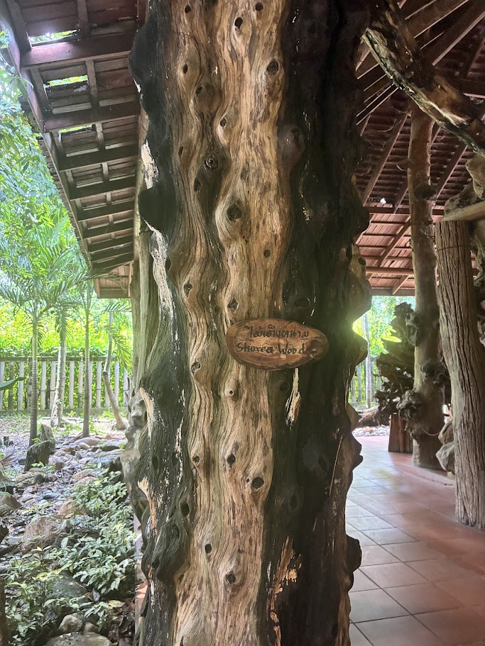 Woodland Muangmai